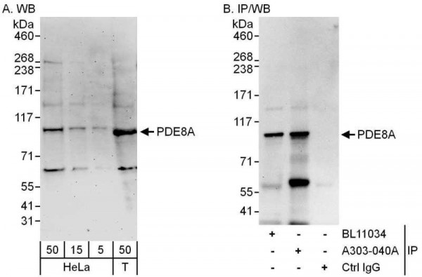 Anti-PDE8A