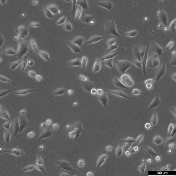 PC-3M Cells