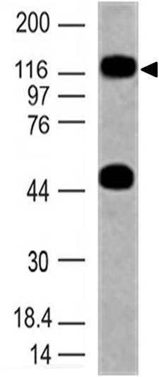 Anti-TLR10 (human), clone ABM3C85