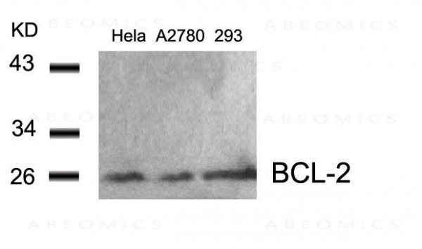 Anti-BCL-2 (Ab-56)
