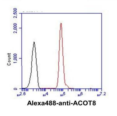 Anti-ACOT8, clone 4D10