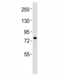 Anti-ERCC2