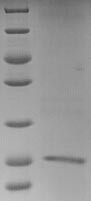 Glypican-4 (Gpc4), partial, mouse, recombinant