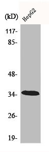 Anti-CA13