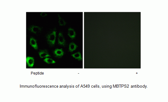 Anti-MBTPS2