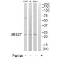 Anti-UBE2T