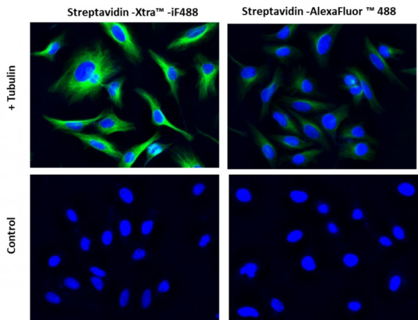 Streptavidin-Xtra(TM) IF488