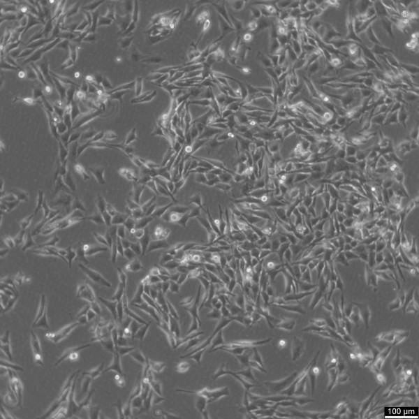 SW-872 Cells