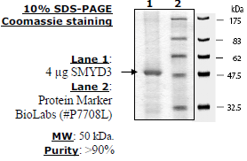 SMYD3 (full length), active human recombinant protein