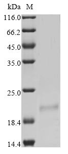 Non-structural protein of 12.7 kDa (5a), Bovine coronavirus, recombinant