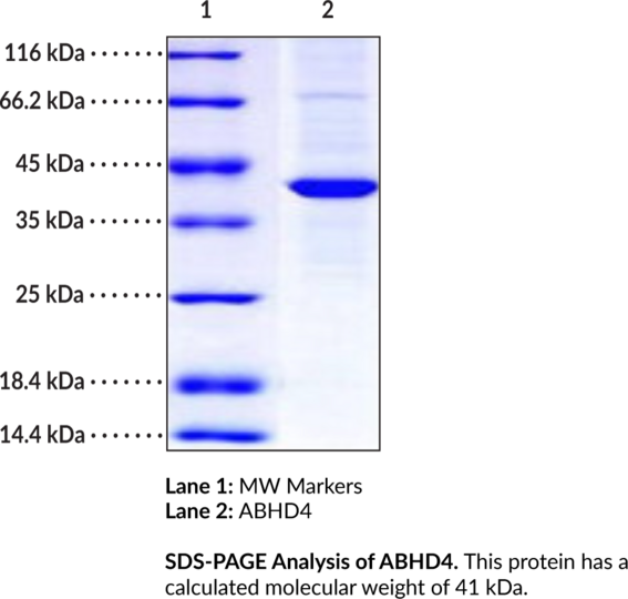 ABHD4 (human, recombinant)