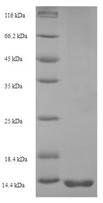 Pollen allergen Dac g 3, partial, Dactylis glomerata, recombinant