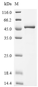 Cyclin-dependent kinase 9 (Cdk9), mouse, recombinant