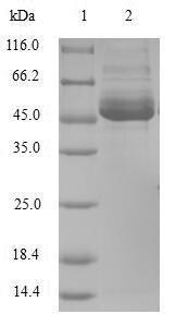 Bcl-2-modifying factor (BMF), human, recombinant