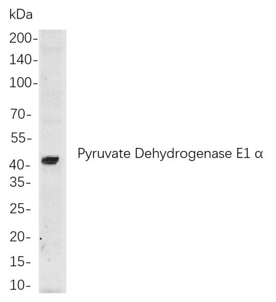 Anti-Recombinant Pyruvate Dehydrogenase E1 alpha, clone 1A5