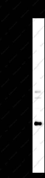 Anti-Recombinant EGLN3, clone C112584