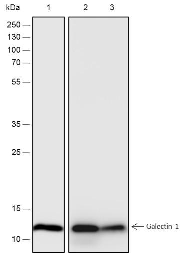 Anti-Recombinant Galectin-1, clone A227