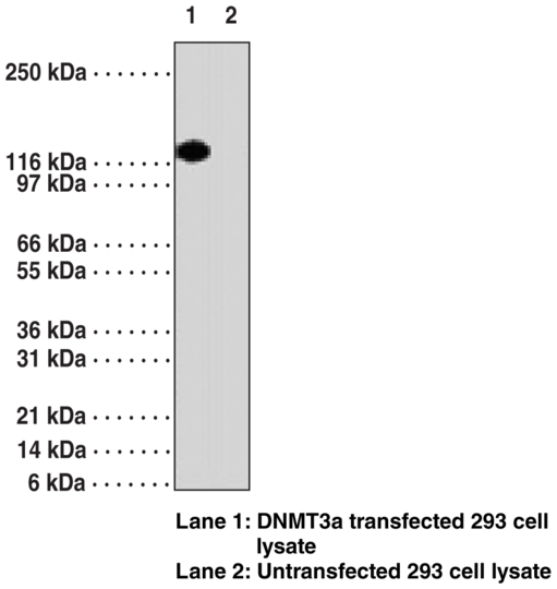 Anti-DNA Methyltransferase 3a (Clone 64B814.1)