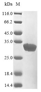 COMM domain-containing protein 5 (Commd5), rat, recombinant