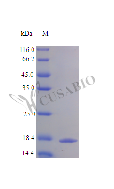 Interleukin-36 beta protein (IL36B), partial (Active), human, recombinant