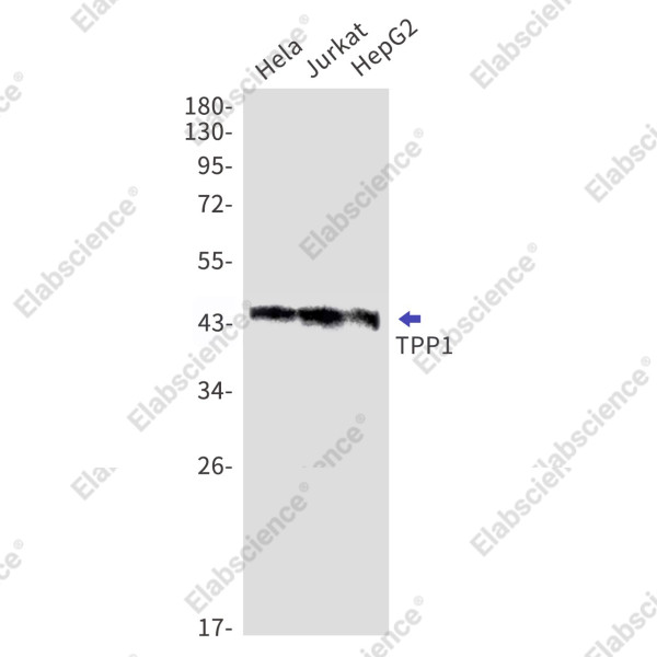 Anti-Recombinant TPP1, clone C123163
