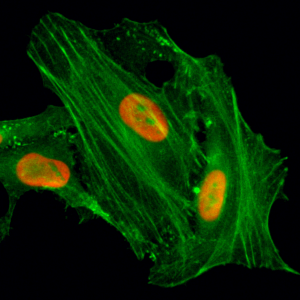 Anti-Acetyl-Histone H4 (Lys8), Rabbit Monoclonal (RM201)