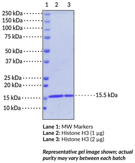 Histone H3 (human, recombinant)