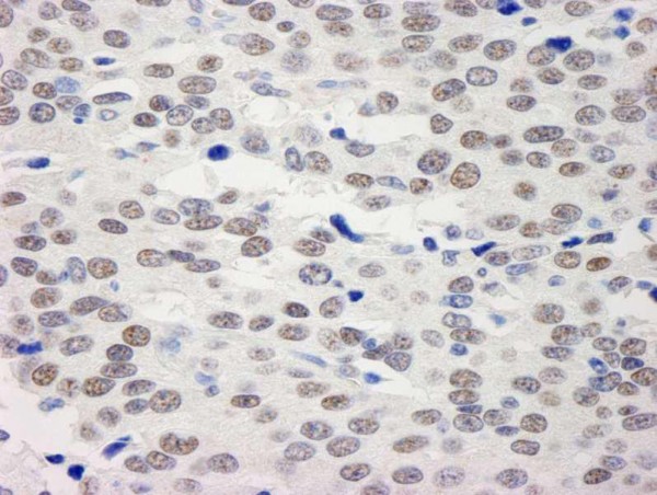 Anti-BHC110/LSD1 (IHC)