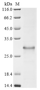 Major allergen Blo t 12, Blomia tropicalis, recombinant