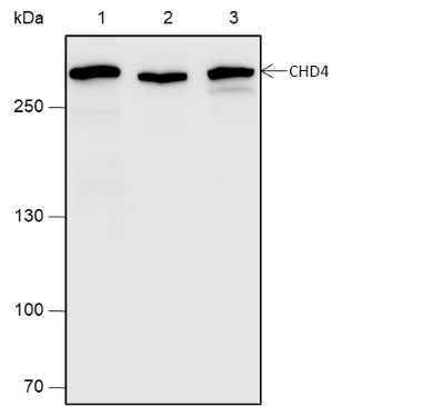 Anti-Recombinant CHD4, clone A649