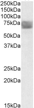 Anti-CLN2 / TPP1, Internal