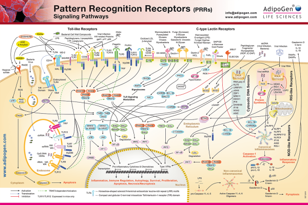 Pattern Recognition Receptors Poster