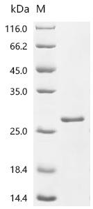 Superoxide dismutase [Cu-Zn] (SOD1)(X53S), recombinant Dog