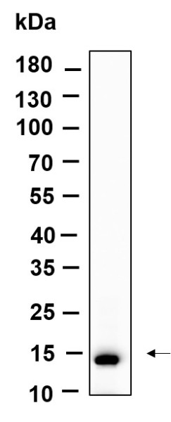 Anti-Recombinant Histone H2A (Acetyl Lys9), clone 6H5