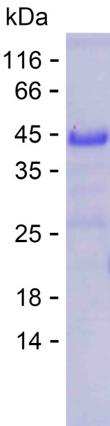 Recombinant Human GAP43 Protein