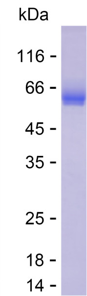 Recombinant Human C16orf54 Protein