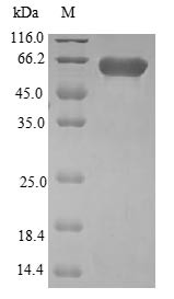 Pleckstrin homology domain-containing family F member 2 (PLEKHF2), human, recombinant