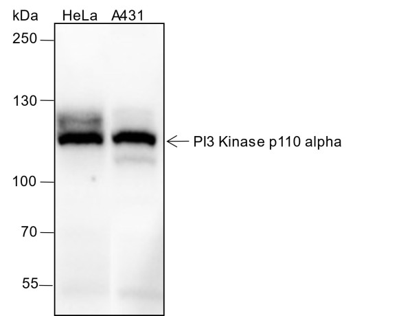 Anti-Recombinant PI3 Kinase p110 alpha, clone A333