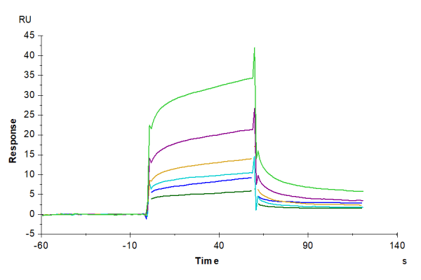 Biotinylated Human APOE3/Apolipoprotein E Protein (Primary Amine Labeling)