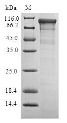Adenylate cyclase (cyaA), Escherichia coli, recombinant