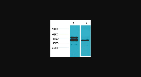 Anti-CREB, monoclonal