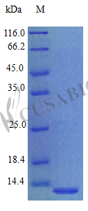 Prokineticin-1 protein (PROK1) (Active), human, recombinant