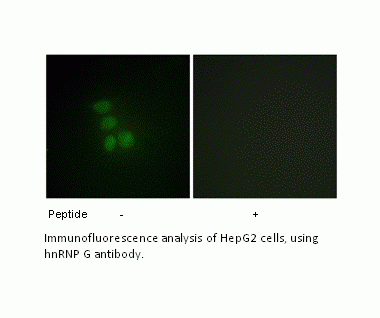 Anti-hnRNP G