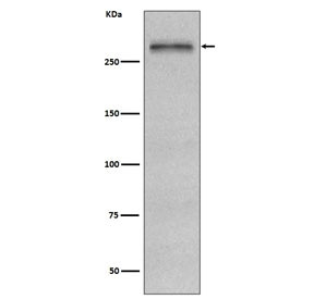 Anti-FN1 / Fibronectin, clone EID-6