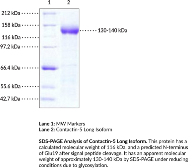 Contactin-5 Long Isoform (human, recombinant)