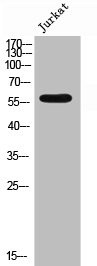 Anti-Phospho-EPB41 (Y660)