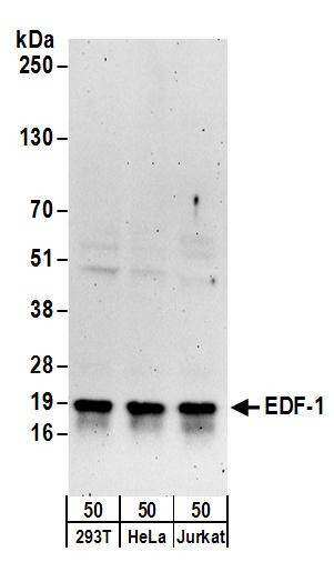 Anti-EDF-1