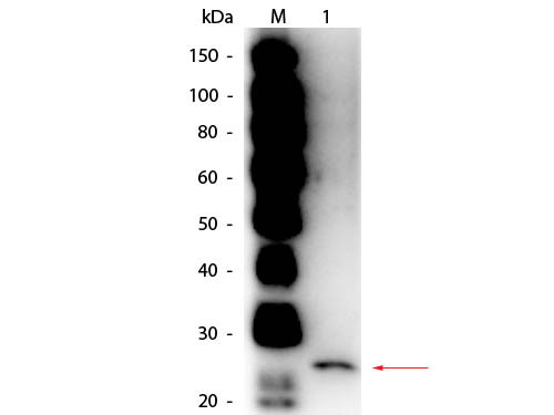 Anti-PAPAIN, Peroxidase Conjugated