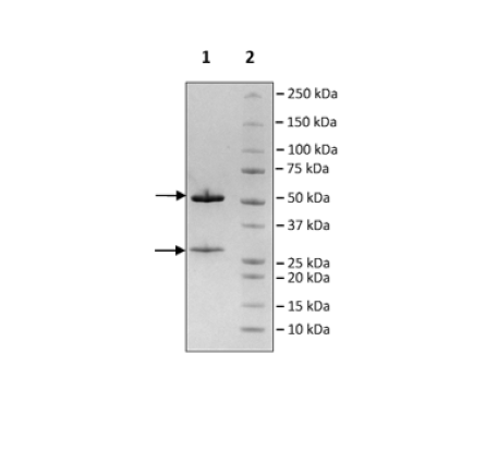Anti-IL-13 Antibody (Tralokinumab)
