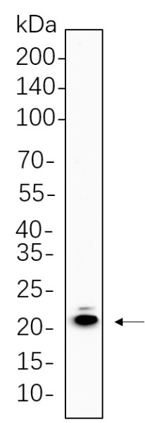 Anti-Recombinant MYL9, clone 11D9